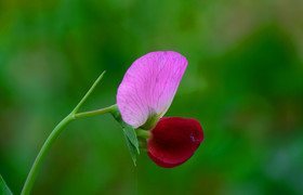 豌豆花开