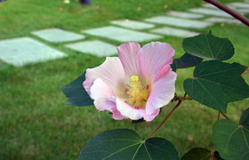小区楼下的花朵
